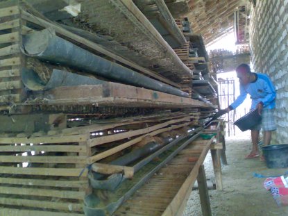 Hobi Ternak Puyuh Menghasilkan Jutaan Rupiah